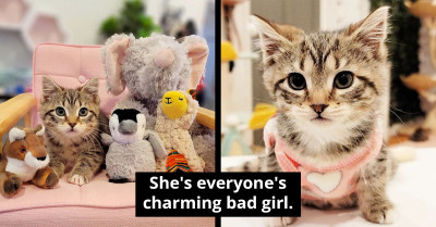 Despite Losing A Leg, This Cat Seizes Each Day With Unstoppable Enthusiasm And Joy