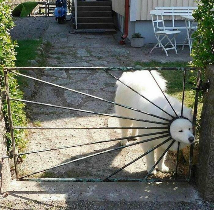 6. Doggo sun