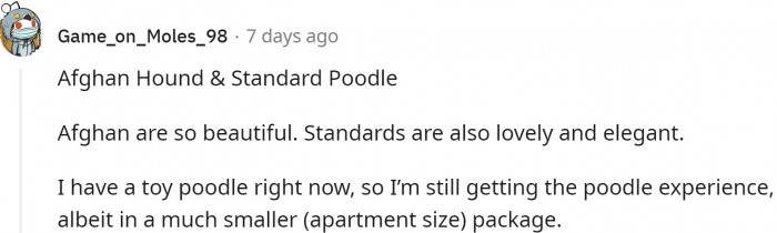 Afghan Hound and Standard Poodle