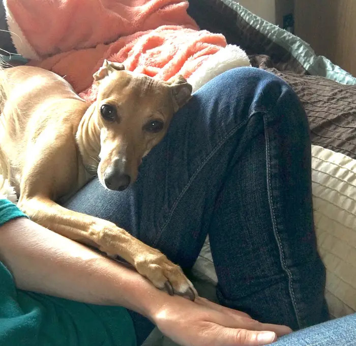Dog cuddles with a person, enjoying attention during a cozy study break