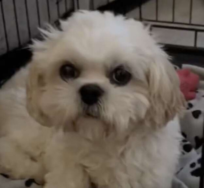 Andi was experiencing a “phantom pregnancy,” which can happen to female dogs after the surgery