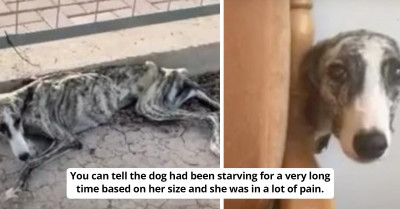 Woman Decides To Foster The Sad And Starving Dog She Rescued In Dire Need