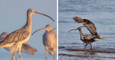 Eye-Opening Moment Woman Accidentally Photographs Endangered Bird With The Strangest Optical Illusion