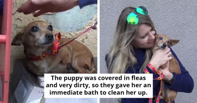 Rescuers Lift Shoebox and Find Abandoned Puppy with Heartbreaking Story