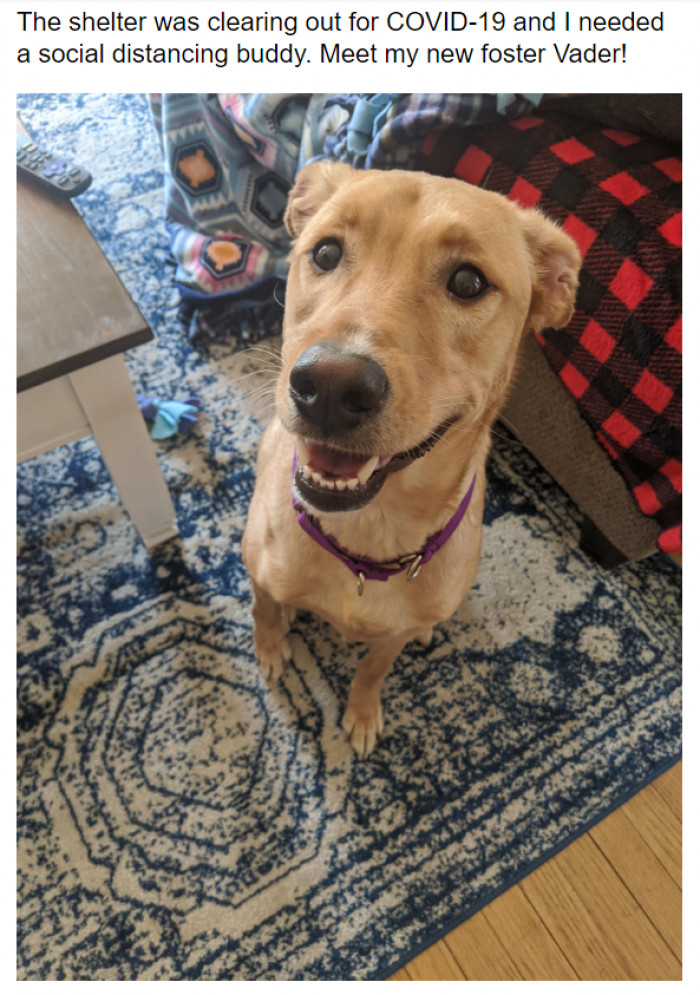 7. A dog is all you need during a lockdown.