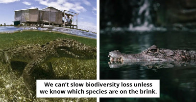 Two New Crocodile Species Discovered Off The Coast Of Quintana Roo