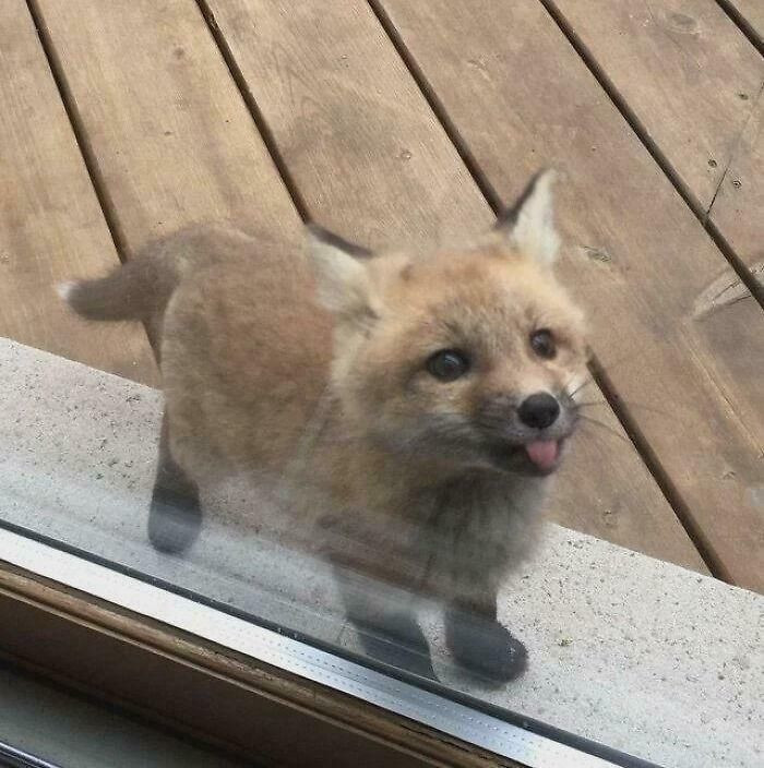 14. Baby Fox Blep