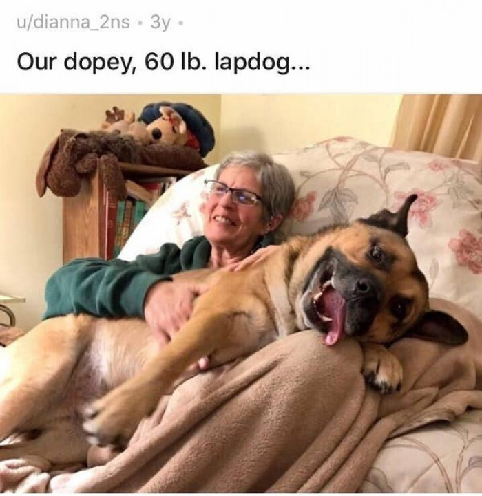 11. This canine who was having the time of his life: