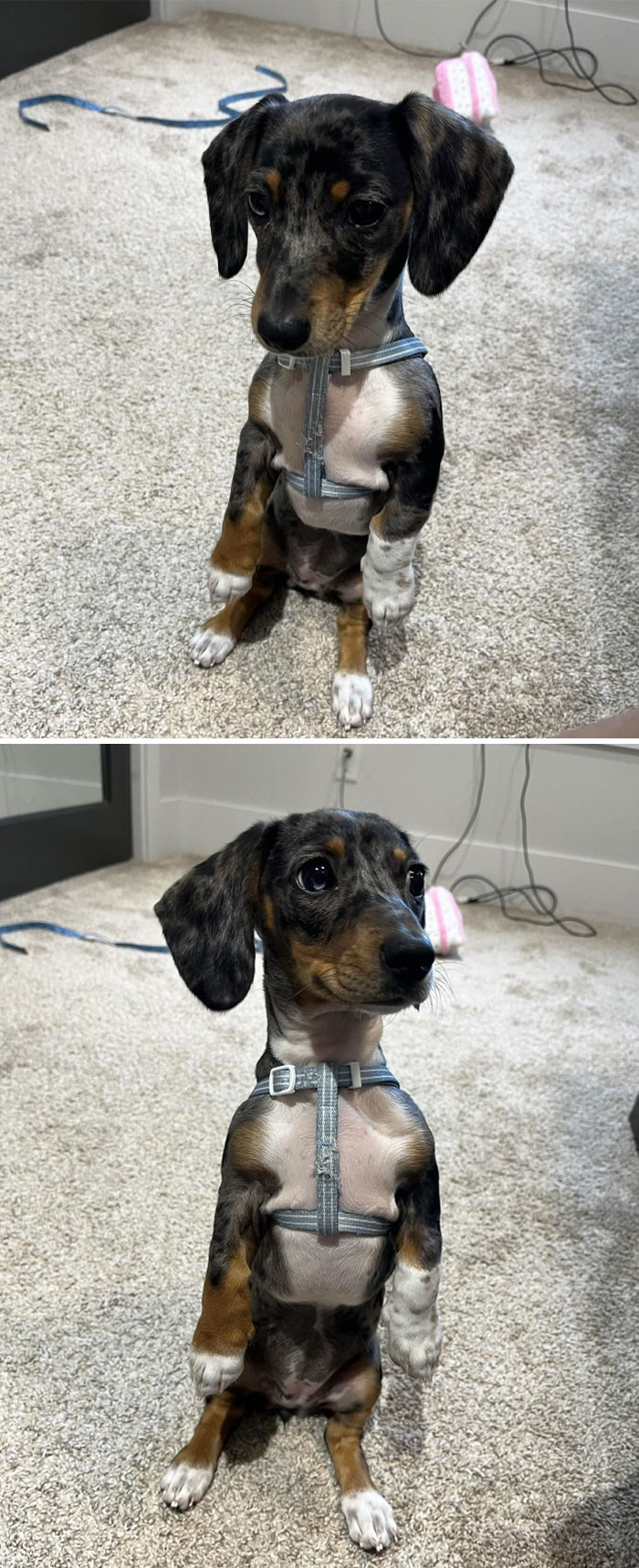 "Is It Normal For Dachshunds To Sit Up? It's Her Go To Pose When Being Nosey"