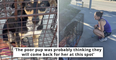 Abandoned Dog Waits 3 Days For Her Owners To Come Back And Refuses To Leave The Construction Site Where She Last Saw Them