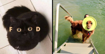 33 Funny Pics Featuring Fluffy Cats and Awesome Dogs That Are Sure to Make You Laugh Your Stress Away