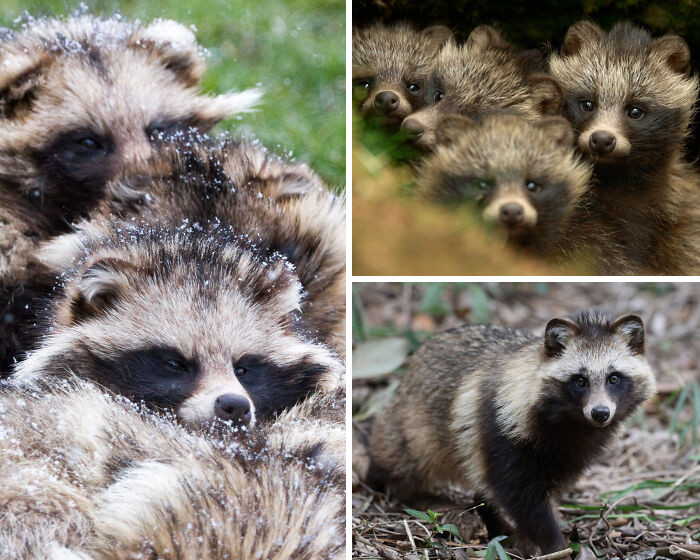 Despite its name, the raccoon dog isn’t a raccoon at all - it’s a canid closely related to foxes.