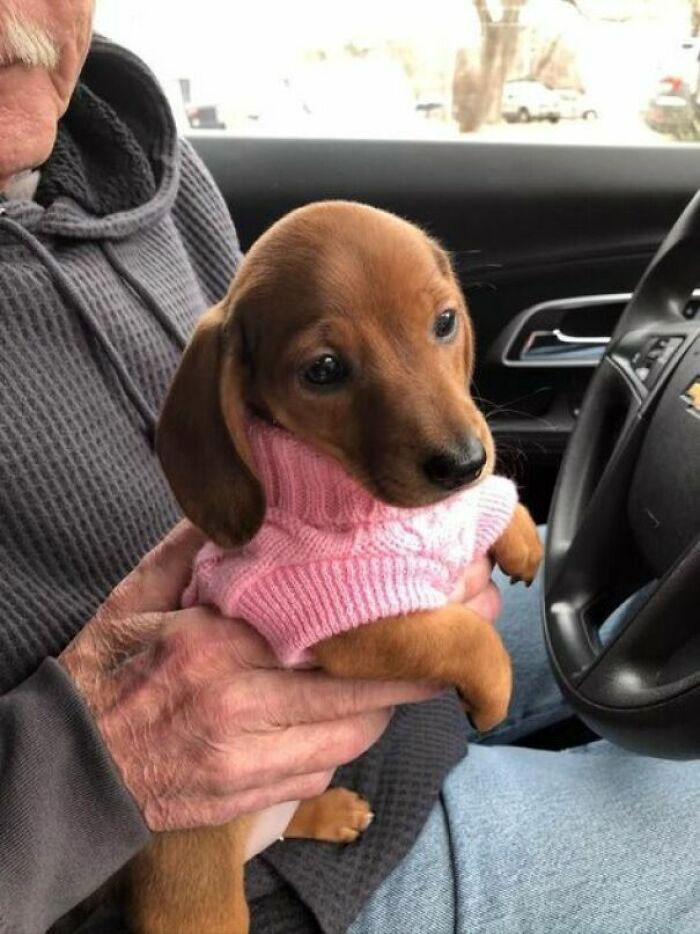 "Does Anyone Else Here Love Dachshunds?"
