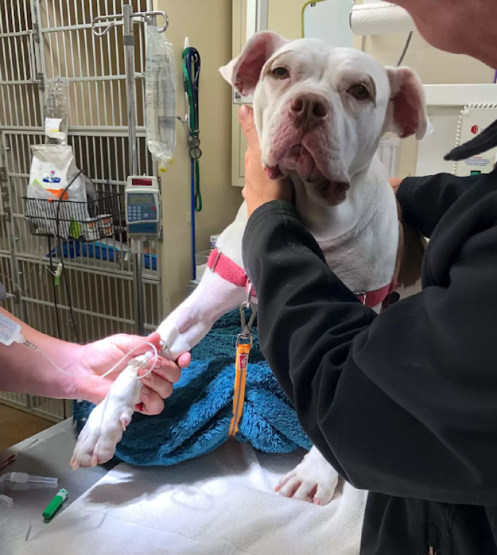 Two vials of antivenom were administered to Nellie along with antibiotics for the bite wound