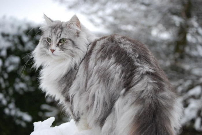 Can silver Maine Coons be red or blue?
