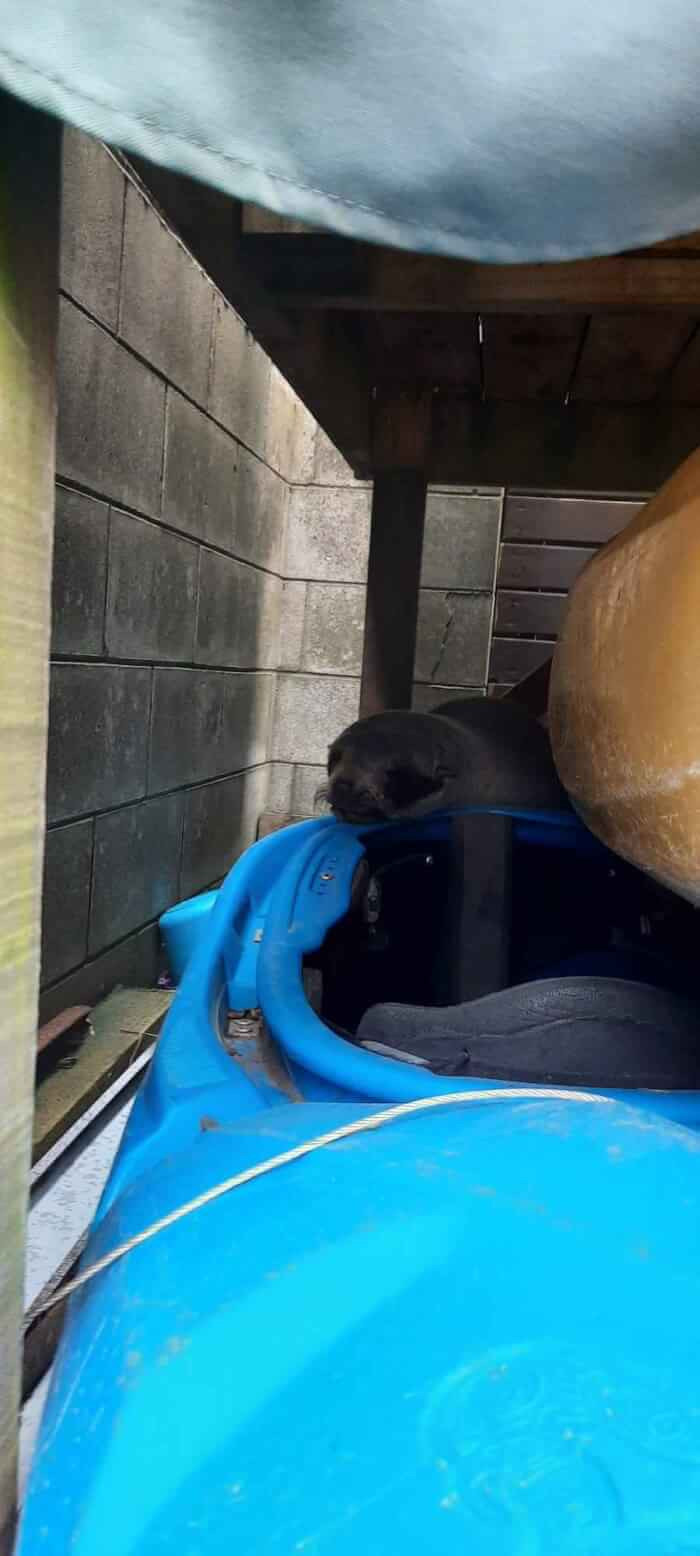 Oscar Had a Good Bit of Exploring