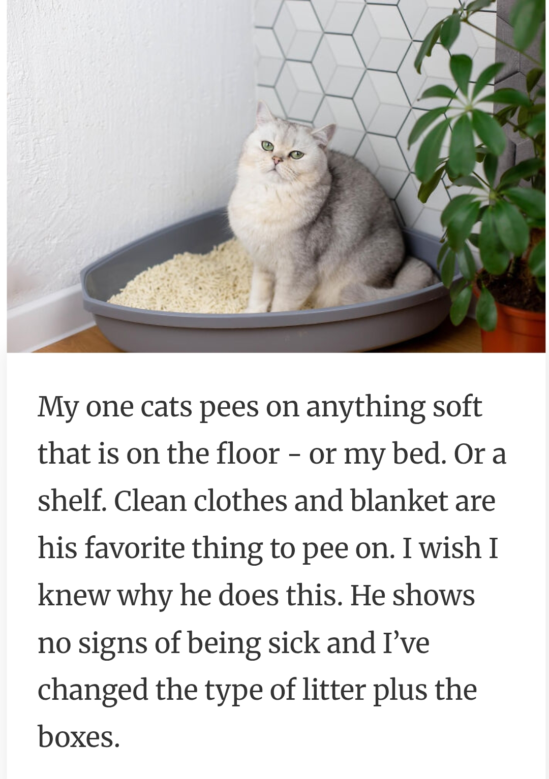 36. A cat that pees on everything
