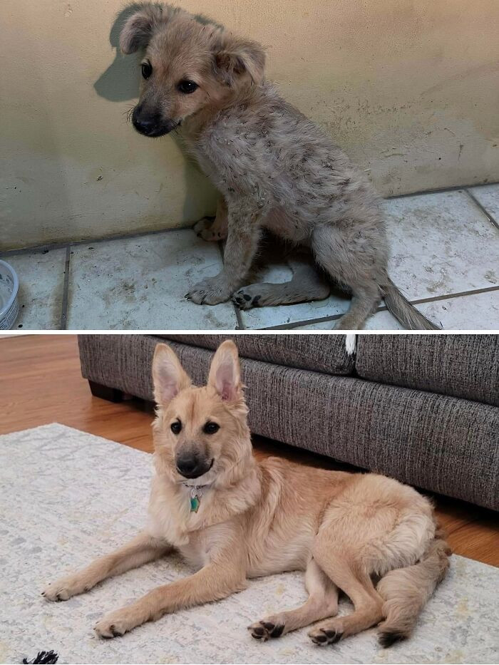 8. My Husband And I Rescued Little Bowie Off The Streets Of Guam. He Was Covering In Ticks And Burs And His Back Leg Was Broken Presumably From Being Hit By A Car. And He Was Only 2 Months Old! Now, He’s 6 Months Old And Lives In Hawaii With 6 Humans That Adore Him. Rescue Is Beautiful.