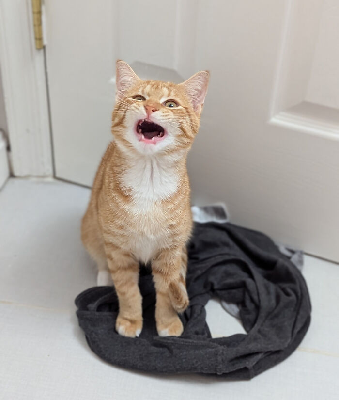 "He Is Ridiculously Cute Even When Being A Huge Derp"