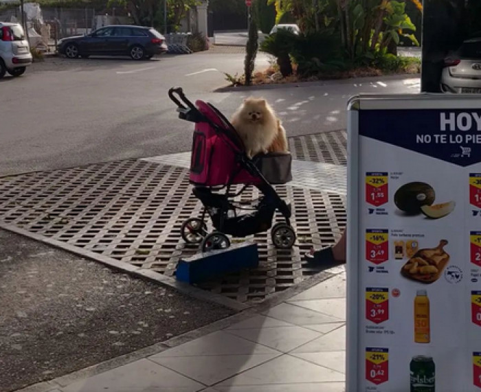 No dog is too big, no dog is too small.