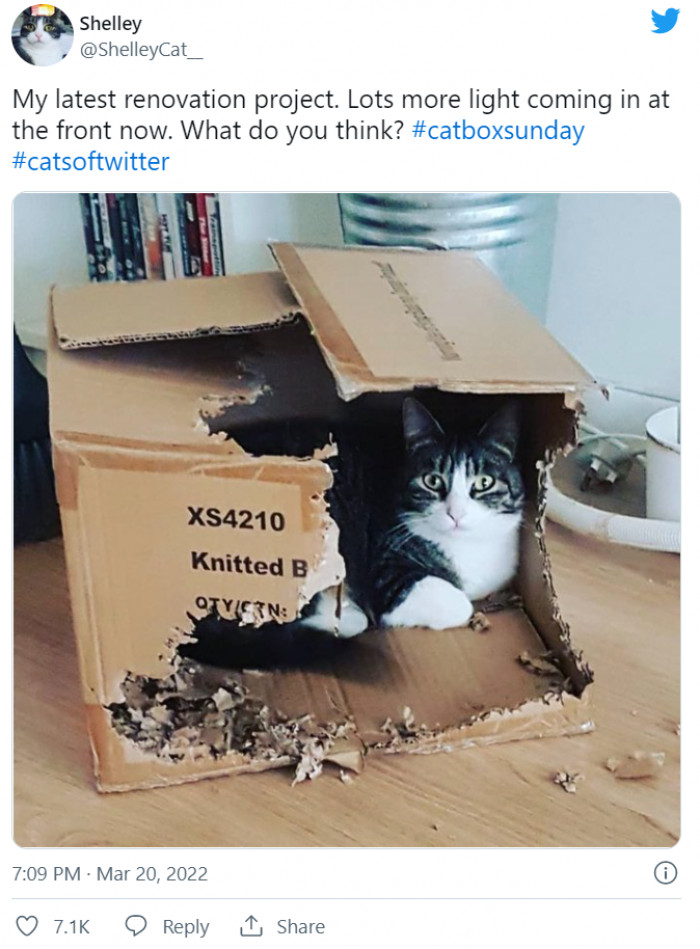 16. Stop buying cats expensive toys, they just want the box!