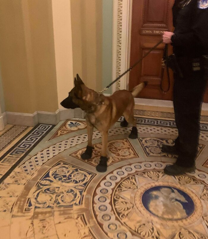 48. Doggo wears shoes for protection from the broken glass