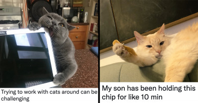 11 Tweets That Purrfectly Show How Hilarious The Mischief Of Cats Is