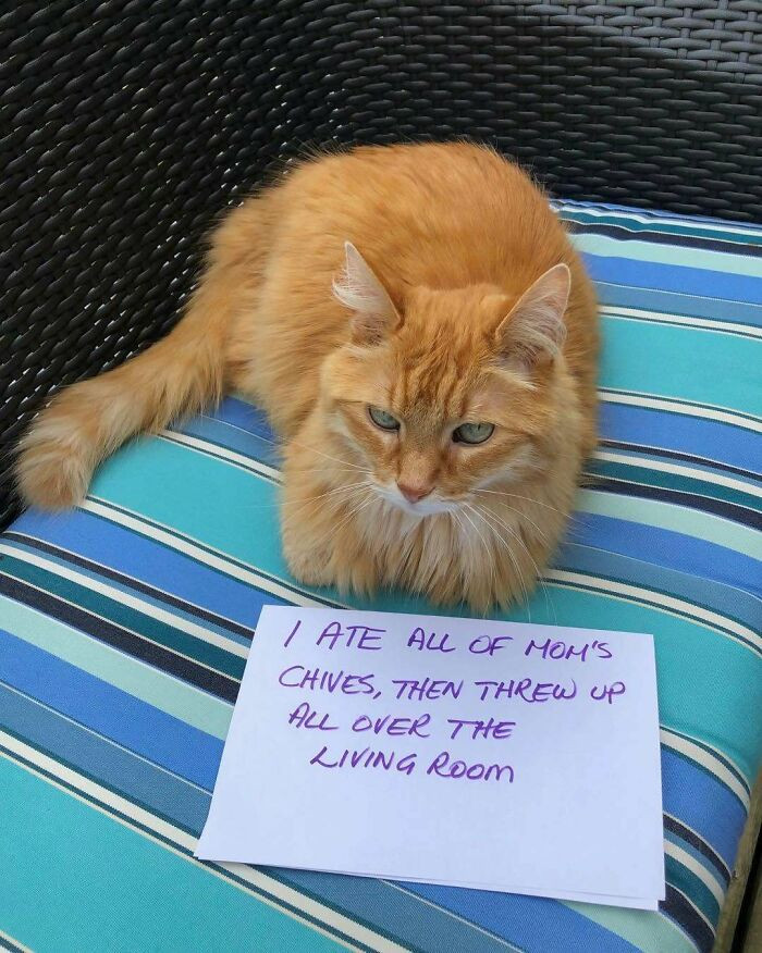 "Cat Shaming"