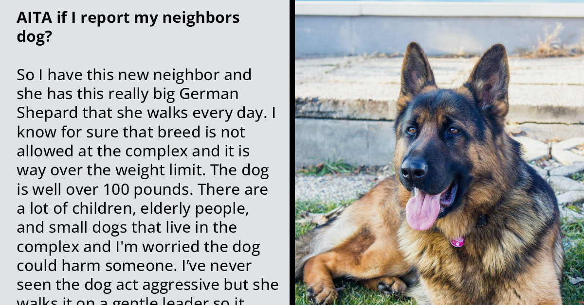 Redditors Bash User Who Intends To Report Neighbor's German Shepherd ...