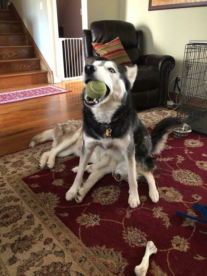 "Dog Steals His Sister's Ball Then Sits On Her Head"