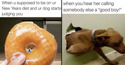 30 Funny Dog Memes That Will Lift Your Mood And Make You Forget Your Worries