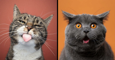 60 Adorable and Funny Pictures of Cats Taken by a Professional ‘Catographer’