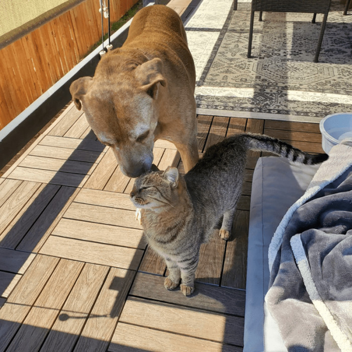 "A stray cat adopted my dog, so I guess she lives here now."