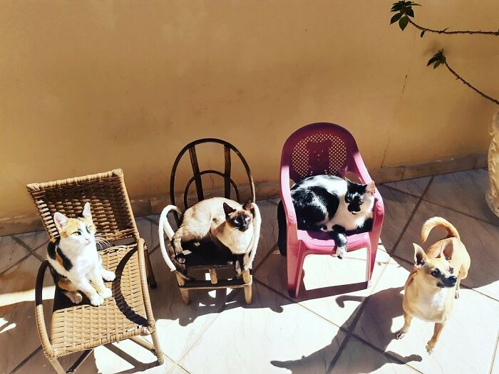 Fabiana's pets – Thor, Jade, Amora, and their dog Bela – share a lively, loving home together