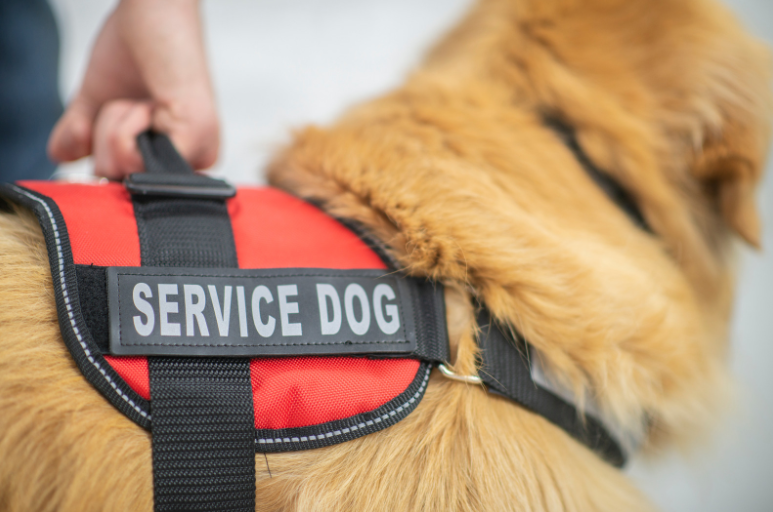Adult service dogs are good at holding their poop and pee in.