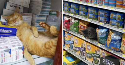50 Times A Twitter Account Shared Funny and Cute Cats Seen In Stores And Acting Like They Own The Place