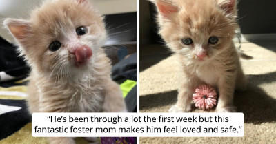 This Tiny Foster Kitten Was the Most Adorable Quarantine Buddy, and Now He Is Best Friend Forever