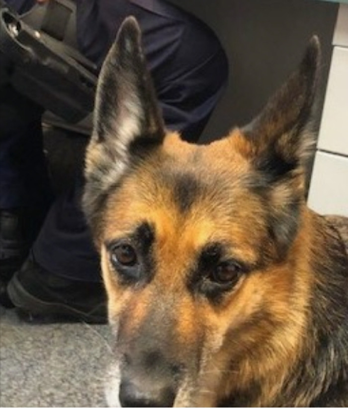 The dog ended up swimming for more than 12 hours to find his father