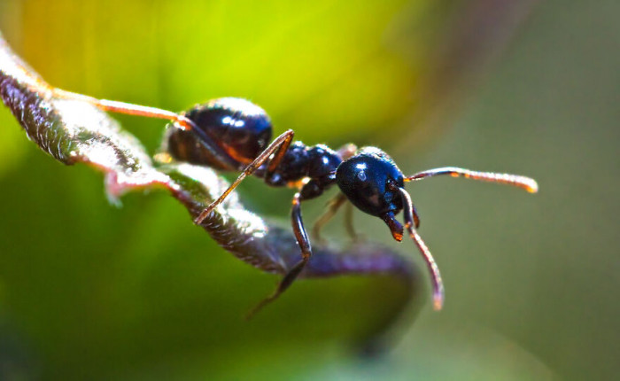 8. Just an ant looking out from the edge of a leaf