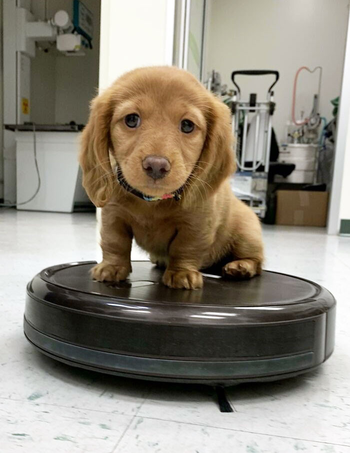 "Met The Cutest Dachshund"