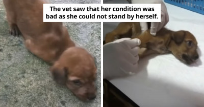 Strong-Willed Puppy Goes From Wincing In Pain To Living Her Best Life After Suffering In A Dog Fight
