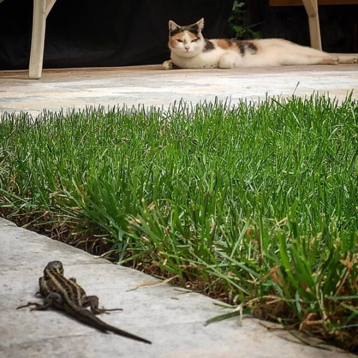 They are having a garden standoff