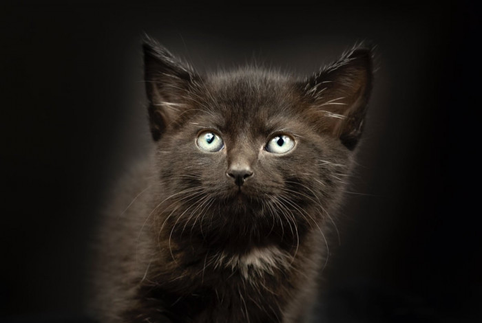 She Creates Wonderful Portraits of Animals to Help Them Get Adopted