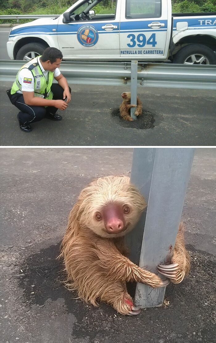 "In Los Rios We Collaborated With A Beautiful Sloth, Who Intended To Cross The Quevedo Road Ring"