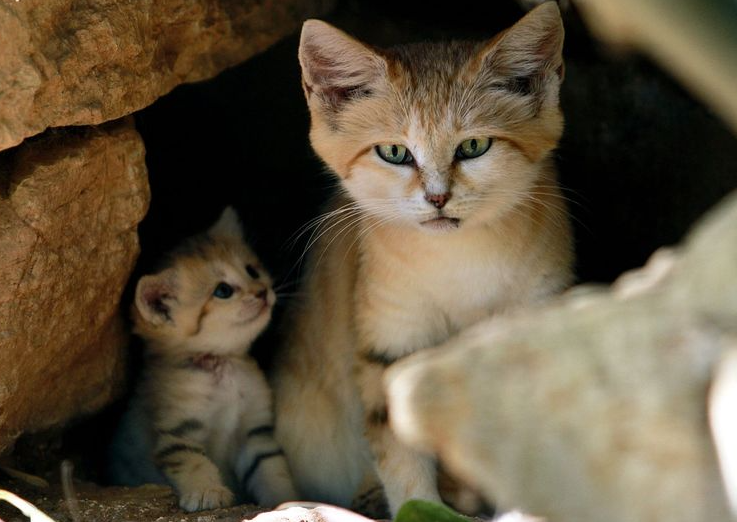 Tiny sand cats resting together at night beneath a starlit desert sky.