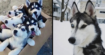 Someone Call The Police, These 17 Pictures Of Siberian Huskies Are Guilty Of Being Too Adorable