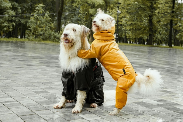 You can always ask the experts if your dog would benefit from having a canine companion.