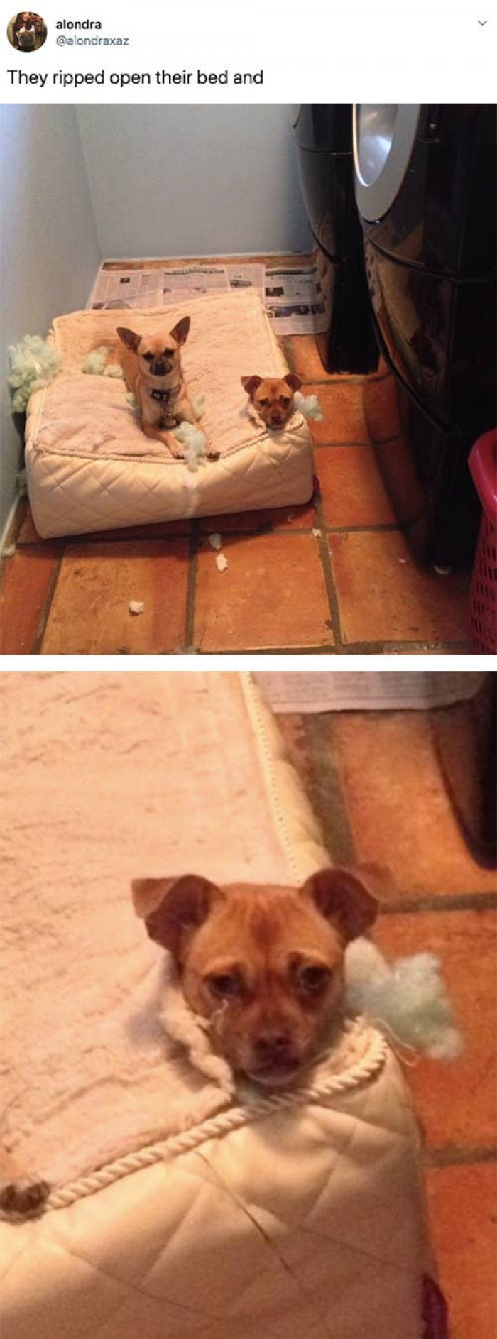 16. They find a way to amuse and thrill even when they're up to no good.