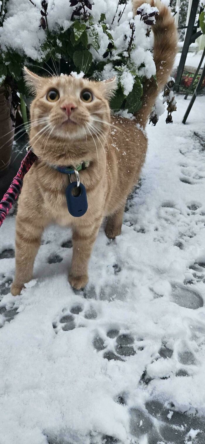 13. His first snow report: 10/10 confusion, 0/10 warmth.