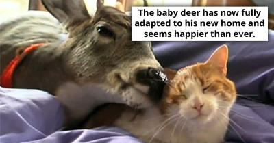 Tiny Fawn Finds Unlikely Nurturer In A Kind-Hearted Cat After Being Abandoned By Its Mother